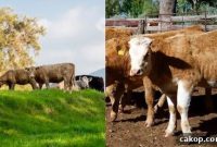 Grain-Fed vs Grass-Fed Brisket: Key Differences & Cooking Tips