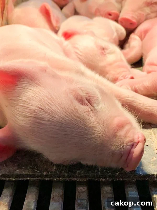 A sleeping baby piglet.