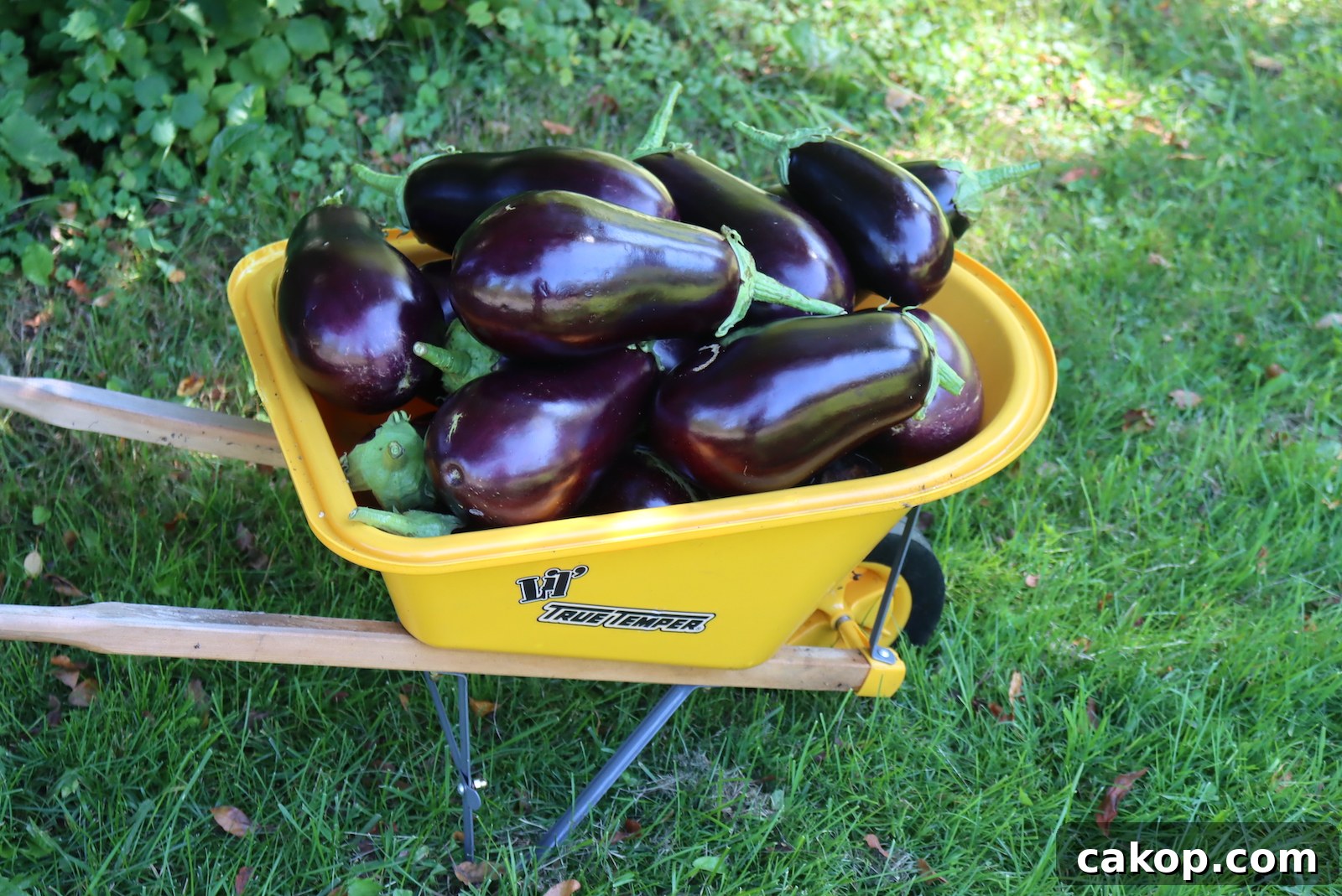 Eggplant Canning Recipes
