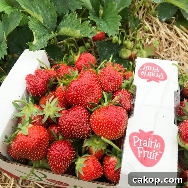 local strawberries in upick container