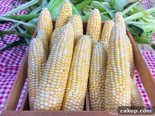 batch of corn