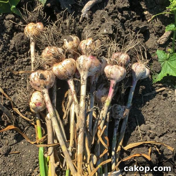 local garlic