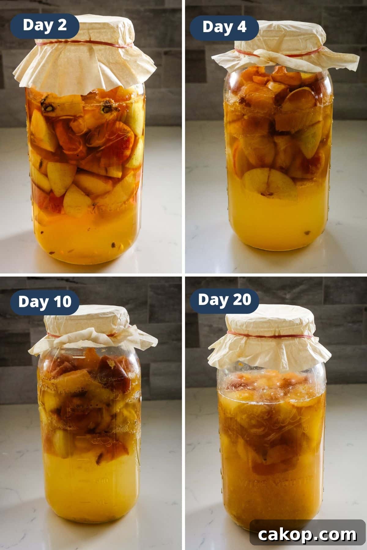 large glass jar filled with chopped apples and liquid for fermentation, covered with paper and secured with a rubber band.