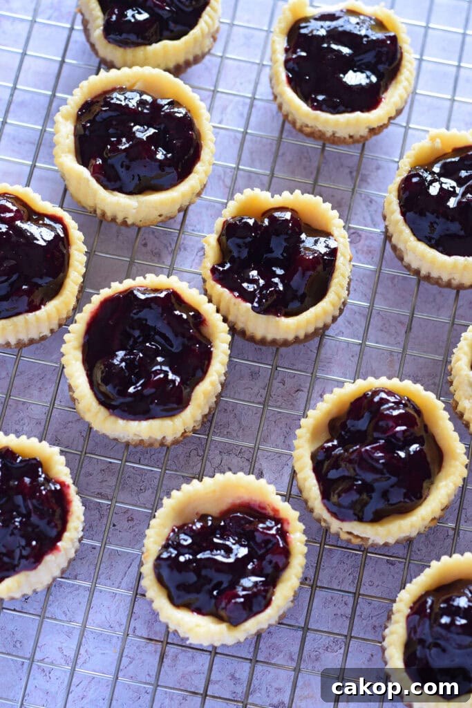Mini blueberry cheesecakes on a cooling rack.