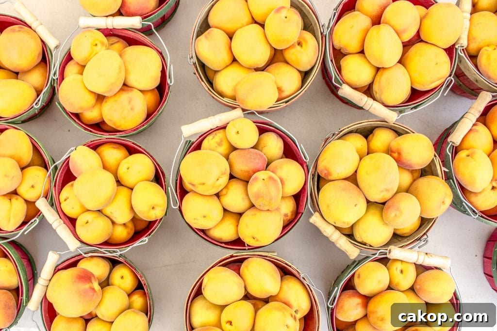 Ogden Farmers Market on Historic 25th Street: Guide & Highlights 2 Fresh apricots for sale at the Ogden Farmer's Market