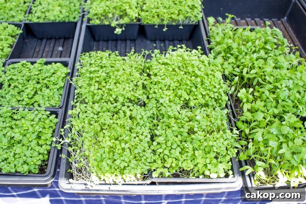 Ogden Farmers Market on Historic 25th Street: Guide & Highlights 3 Micro greens for sale at the Ogden Farmer's Market